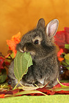 kleintierfotos kaninchen_-_loewenkoepfchen