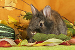 kleintierfotos kaninchen_-_loewenkoepfchen