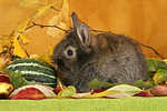 kleintierfotos kaninchen_-_loewenkoepfchen