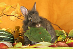 kleintierfotos kaninchen_-_loewenkoepfchen