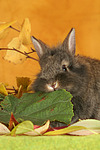 kleintierfotos kaninchen_-_loewenkoepfchen