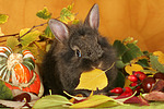 kleintierfotos kaninchen_-_loewenkoepfchen