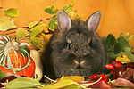 kleintierfotos kaninchen_-_loewenkoepfchen