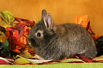 kleintierfotos kaninchen_-_loewenkoepfchen