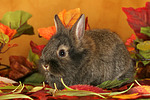 kleintierfotos kaninchen_-_loewenkoepfchen