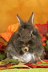 kleintierfotos kaninchen_-_loewenkoepfchen