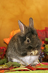 kleintierfotos kaninchen_-_loewenkoepfchen