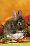kleintierfotos kaninchen_-_loewenkoepfchen