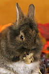 kleintierfotos kaninchen_-_loewenkoepfchen