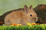 kleintierfotos kaninchen_-_loewenkoepfchen