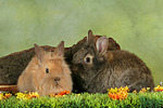 kleintierfotos kaninchen_-_loewenkoepfchen