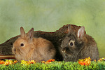 kleintierfotos kaninchen_-_loewenkoepfchen