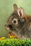 kleintierfotos kaninchen_-_loewenkoepfchen
