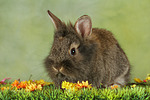 kleintierfotos kaninchen_-_loewenkoepfchen