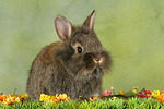 kleintierfotos kaninchen_-_loewenkoepfchen