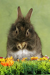 kleintierfotos kaninchen_-_loewenkoepfchen