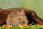 kleintierfotos kaninchen_-_loewenkoepfchen