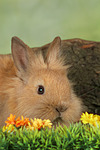 kleintierfotos kaninchen_-_loewenkoepfchen
