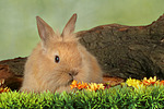 kleintierfotos kaninchen_-_loewenkoepfchen
