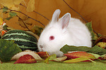 kleintierfotos kaninchen_-_zwergkaninchen