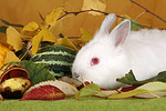kleintierfotos kaninchen_-_zwergkaninchen