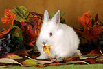 kleintierfotos kaninchen_-_zwergkaninchen