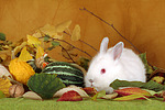 kleintierfotos kaninchen_-_zwergkaninchen
