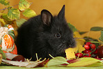 kleintierfotos kaninchen_-_zwergkaninchen