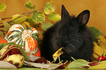 kleintierfotos kaninchen_-_zwergkaninchen