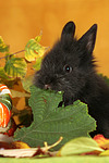 kleintierfotos kaninchen_-_zwergkaninchen