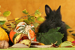 kleintierfotos kaninchen_-_zwergkaninchen