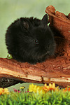 kleintierfotos kaninchen_-_zwergkaninchen