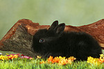 kleintierfotos kaninchen_-_zwergkaninchen