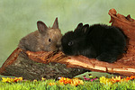 kleintierfotos kaninchen_-_zwergkaninchen