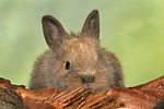 kleintierfotos kaninchen_-_zwergkaninchen