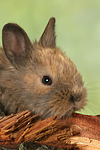 kleintierfotos kaninchen_-_zwergkaninchen