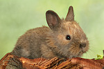 kleintierfotos kaninchen_-_zwergkaninchen