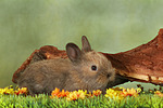 kleintierfotos kaninchen_-_zwergkaninchen