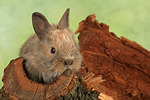 kleintierfotos kaninchen_-_zwergkaninchen