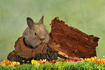 kleintierfotos kaninchen_-_zwergkaninchen