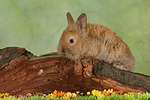 kleintierfotos kaninchen_-_zwergkaninchen