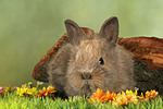 kleintierfotos kaninchen_-_zwergkaninchen