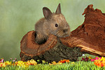 kleintierfotos kaninchen_-_zwergkaninchen
