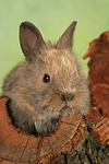 kleintierfotos kaninchen_-_zwergkaninchen