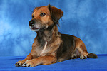 hundefotos hundefotos_mischling