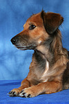 hundefotos hundefotos_mischling