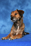 hundefotos hundefotos_mischling