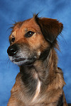 hundefotos hundefotos_mischling