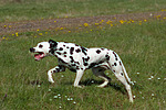 hundefotos dalmatiner