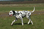 hundefotos dalmatiner